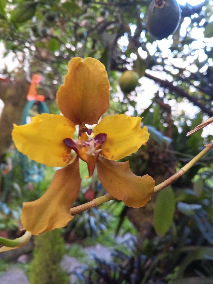 Cyrtochilum macranthum