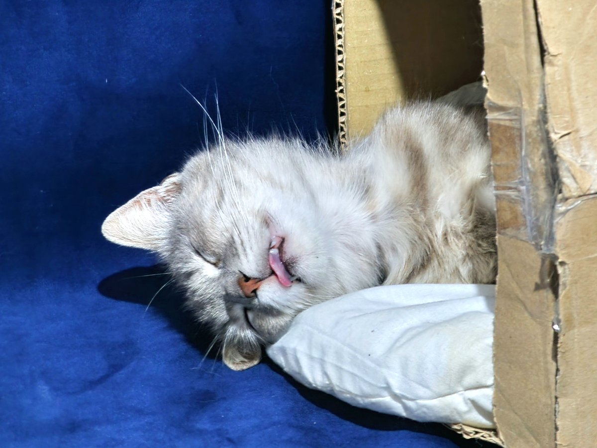 Dvorzhzky's tweet image. My 'grace' during sleep 😹😹😹🤤

#HitPaw #HitPawCatTax @HitPawofficial