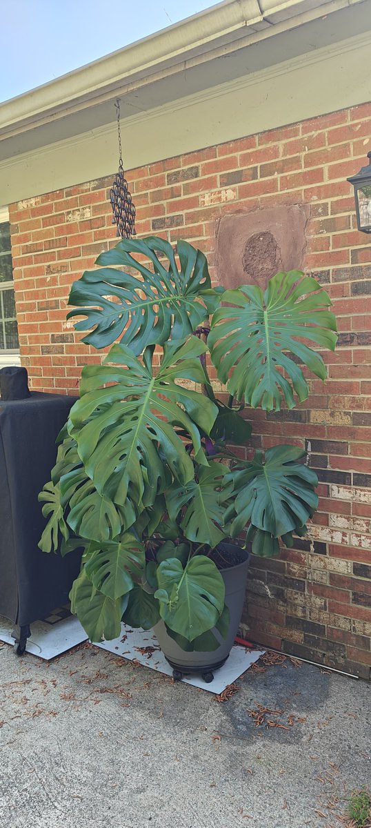 Se7enandGroot's tweet photo. First time I've been on in a while 😓 still having some lung issues and coughing. Scared to make the appointment with the pulmonologist cause it's probably all kinds of bad things I don't want to know. But brought my monstera outside for the spring/summer/fall! https://t.co/mp8yCGbJaf