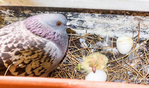 After eighteen days brooding the first tiny chick was there .. looks like it's guarding the second egg. 
📷  Michele Heger.