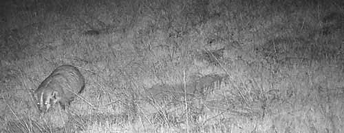 SanDiegoRiver's tweet photo. Update: just $1280 left to raise in donations so a key property can be bought! Let’s do this by Earth Day! Who can donate $10 or + ? Save open space for badgers, bobcats and more. https://t.co/TVnhYmaFXj https://t.co/92DIQB0RCN