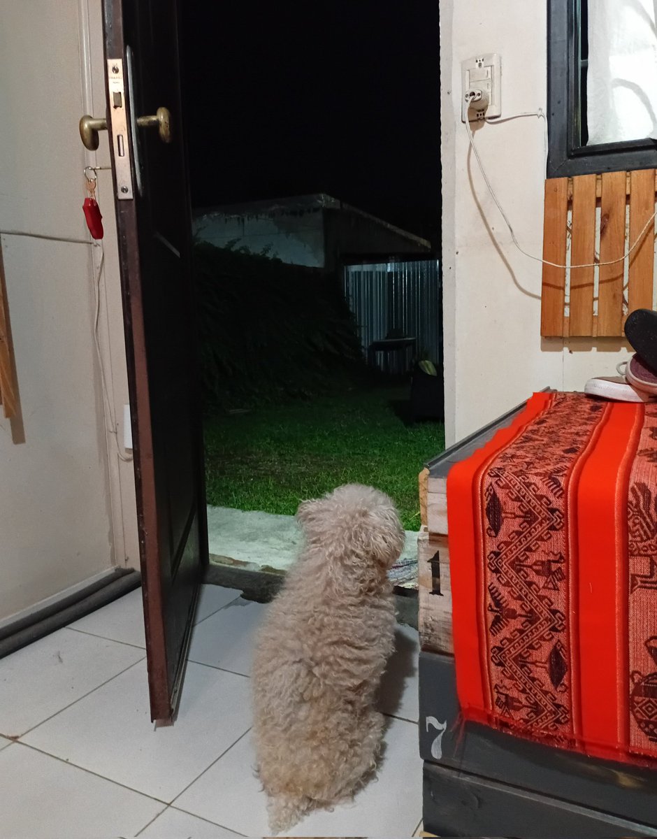 lovinglasgow's tweet photo. mi perro con los años se puso ciego pero toda la vida le gustó sentarse a mirar el patio y hoy en día lo sigue haciendo pese a q no ve casi nada jaksjsjs mi gordo lo amo https://t.co/xr5MzNhAQZ