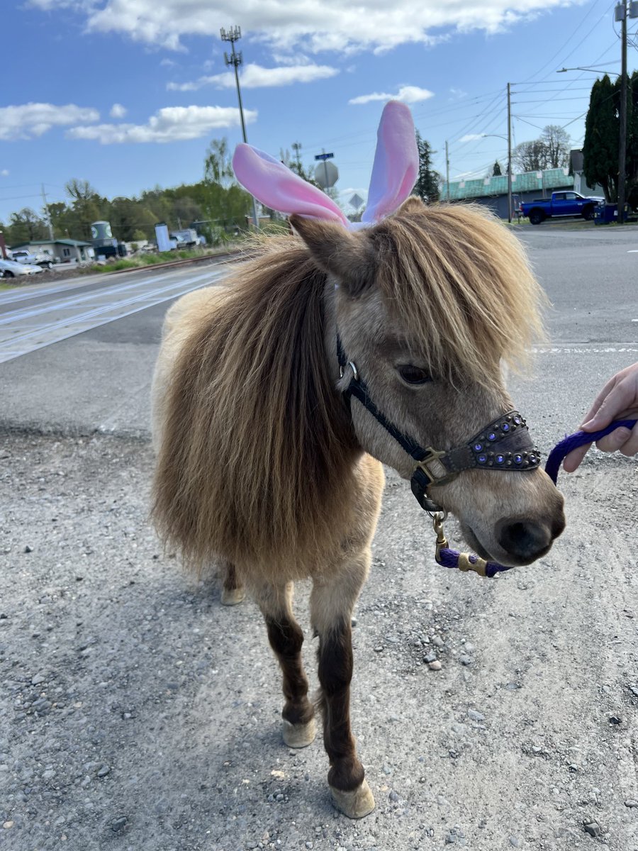 NancyPettit's tweet photo. It’s Macy, the 17 year old mini pony! #whereilive #downtown #mainstreet #BattleGroundWA🇺🇸 https://t.co/sCM8o6xOKs
