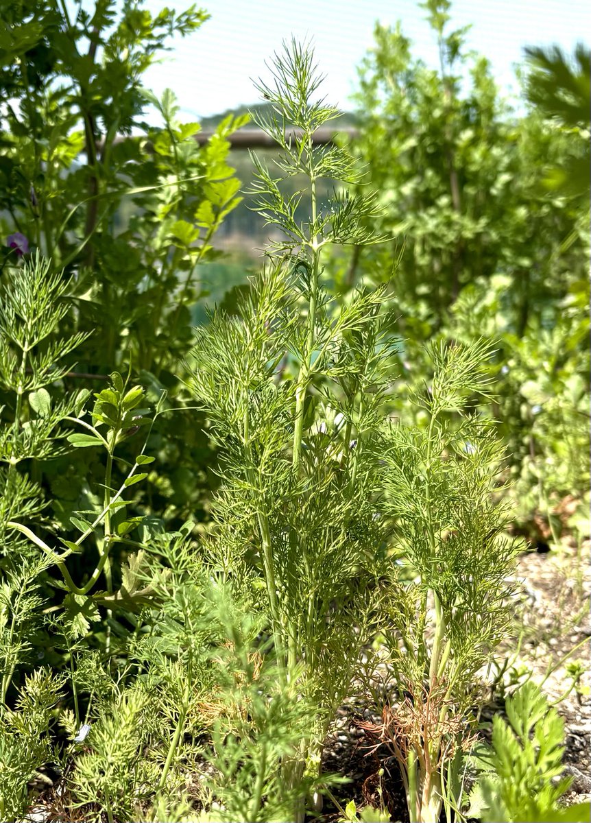 Spice Journal スパイスジャーナル(スパジャー)🪴 (@spicejournal