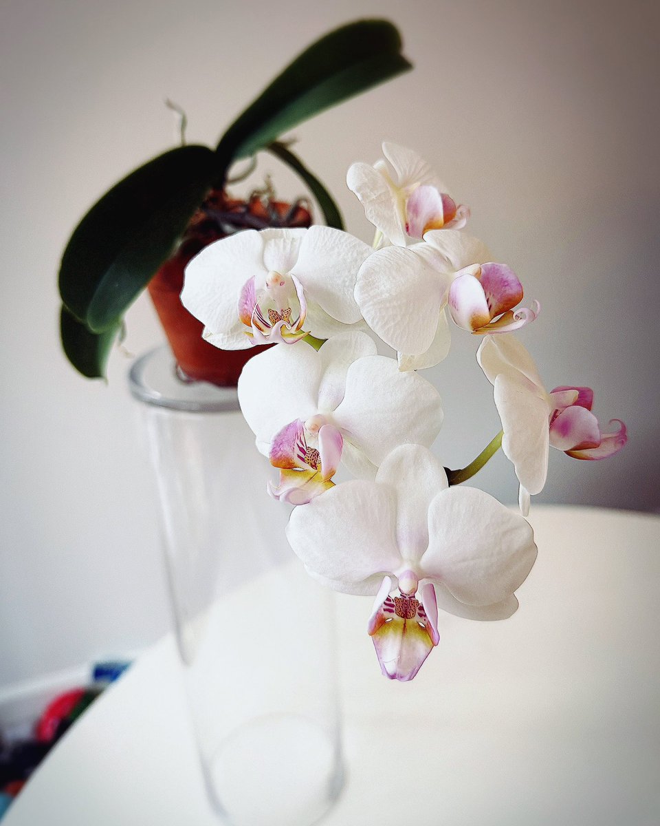 iwataMHC's tweet photo. Phalaenopsis 
Miki Smile
胡蝶蘭

#mentalhealth #mentalhealthcounseling #mentalhealthcounselor #心理カウンセラー #カウンセラー #カウンセリング #公認心理師 #Phalaenopsis #Orchid #園芸療法 #HorticulturalTherapy #胡蝶蘭 #sushi #SushiChef https://t.co/3S2BypWGSt