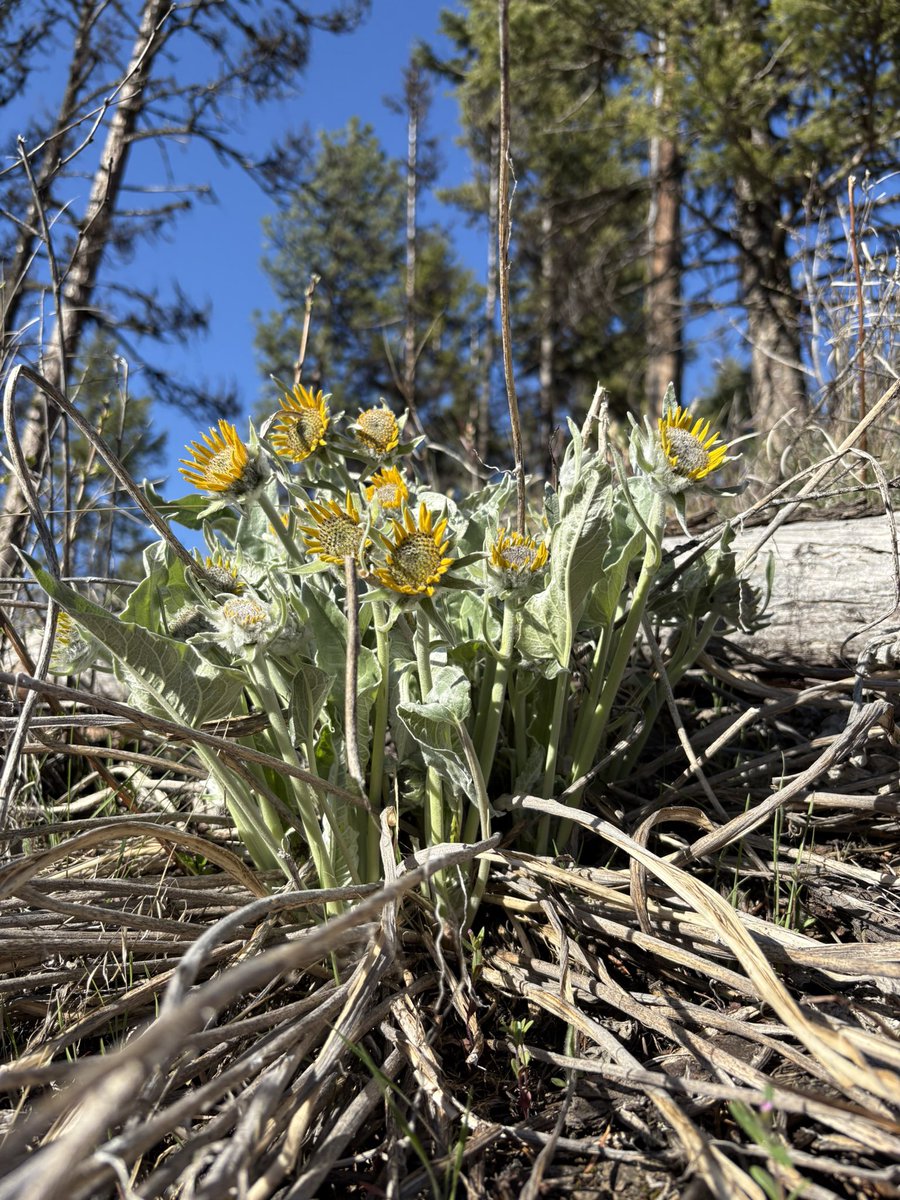 invivocreo's tweet photo. Arrowleaf balsamroot (Balsamorhiza sagittata). Going live on kick - link in bio. 

#kick #botanical #botany #arrowleafbalsamroot #wild #dirtbag #invivo #invivocreo #livesimply #liveauthentic #crowe #crowefam https://t.co/HXhApWlYnX