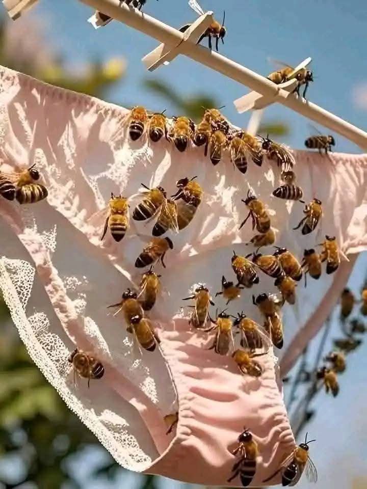 ماذا ينتج لنا النحل 🐝 ؟ 🤔