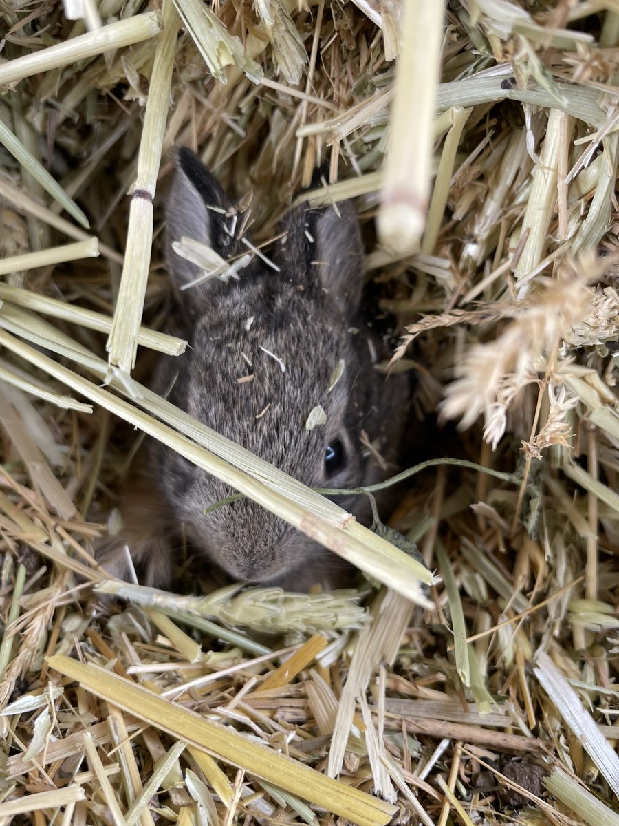 NeckelsSheila's tweet photo. A baby bunny just in time for Easter #EasterBunny https://t.co/ddH9fjWQOM
