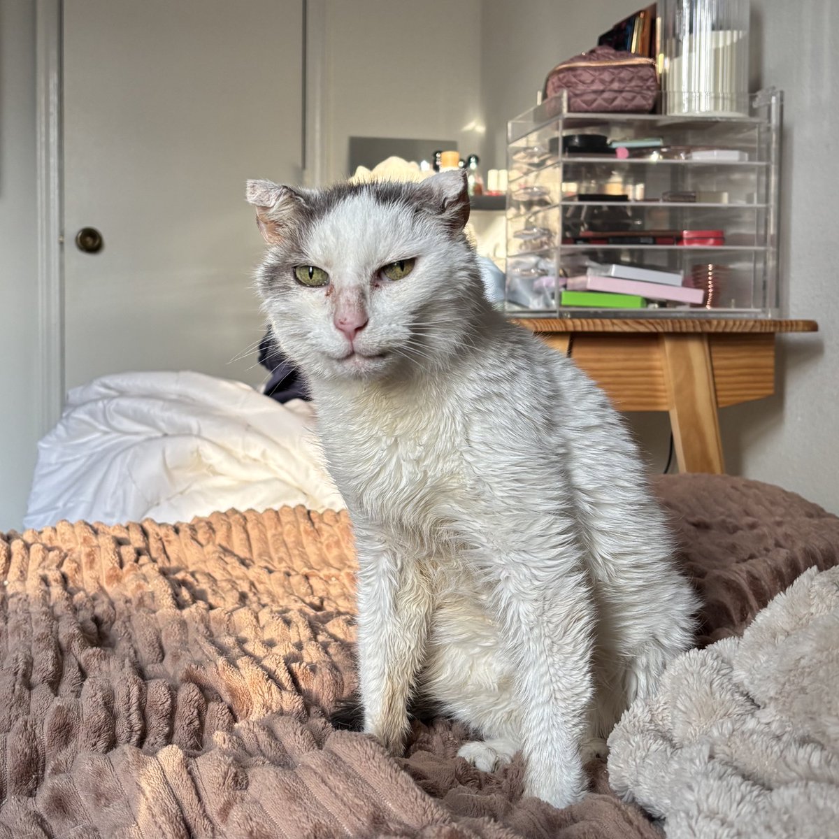 Many are saying he looks like a medieval painting of a cat and we’re simply not seeing it (yes we are he 100% does)