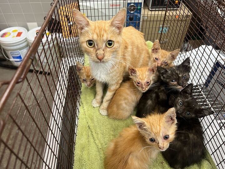 3369tjnx9457697's tweet image. UPDATE!!!!!BEST NEWS🎉ANOTHER RESCUE JUST TOOK MOM AND BABIES 👏👏🥳. The family is Safe! 🥰💜❤️🧡😅.

PAYPAL LINK INBIO FOR DONATIONS 🙏

#donatetohelp #donateforcats #donatetoday #helpmeplease #animallovers #catloverintheworld