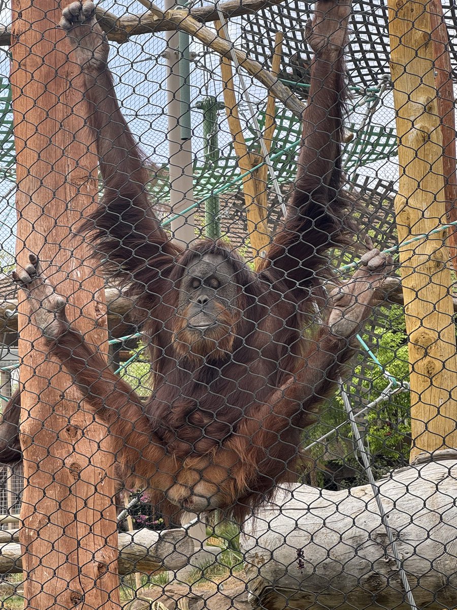 Had a great visit to <a href="/abqbiopark/">ABQ BioPark</a> ! Can someone tell me who this is? 🦧❤️