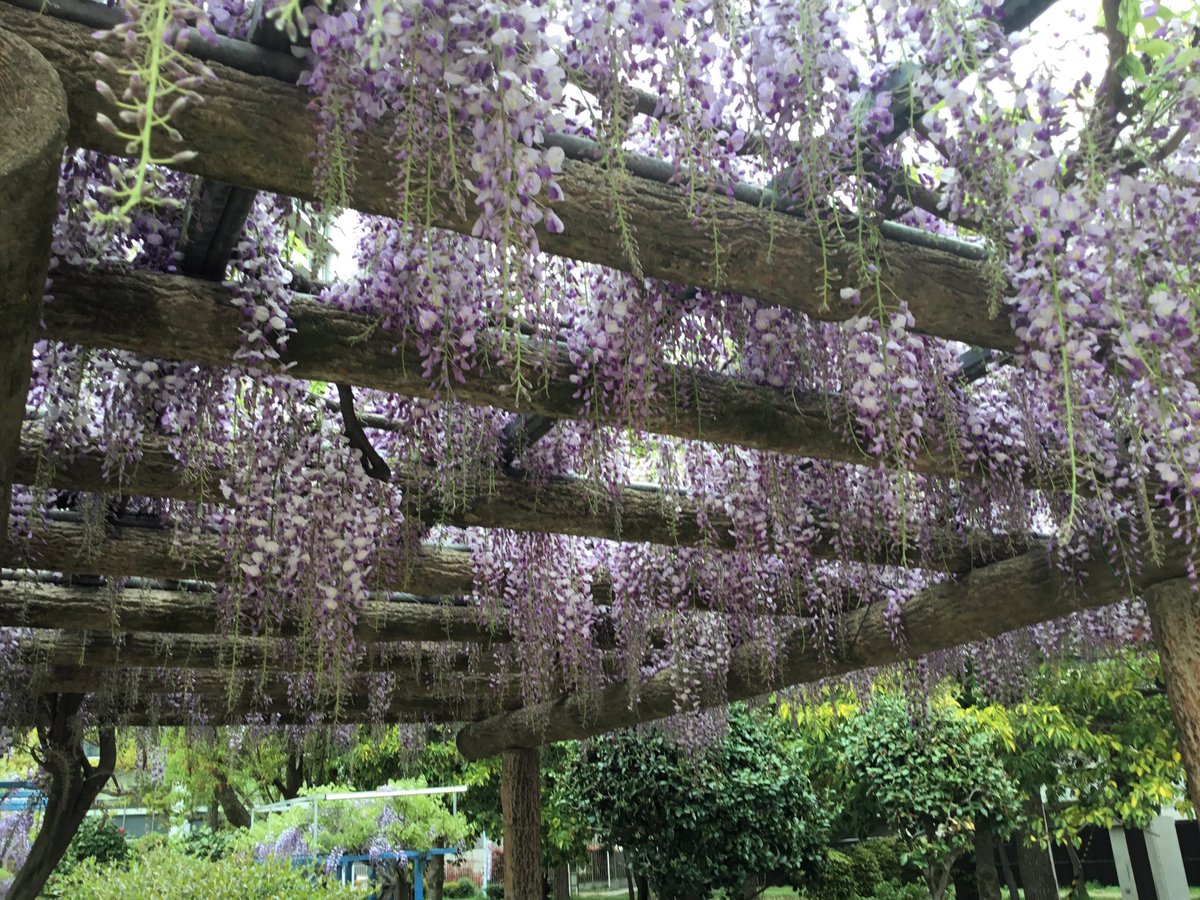 本日開催の「のだふじまつり」、ただいま準備中です☺️✨
のだふじがきれいに咲いています💕

🗒️4/20(日)10:30〜16:00
📍下福島公園

#のだふじまつり　#のだふじまつり2025 #下福島公園