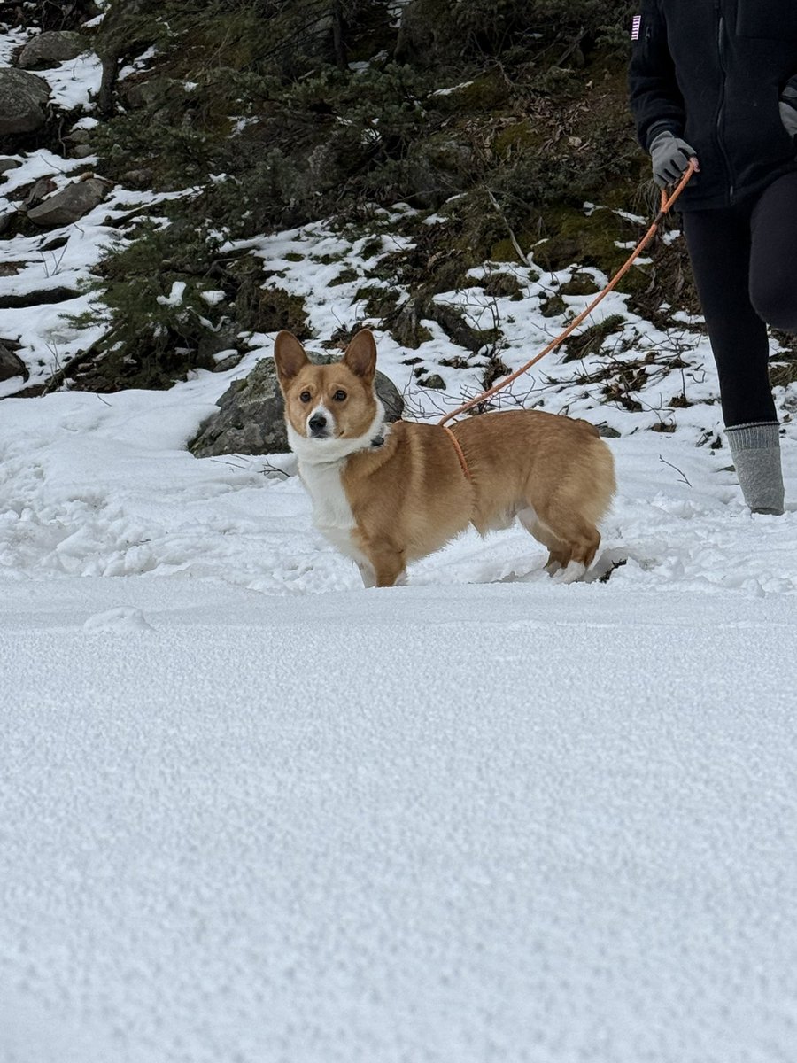 First flyfishing adventure for Archie! #Corgi #flyfishing #troutfishing #fish #fishing #trout #wildtrout #troutfly #nymph #coloradotrout #coloradofishing #coloradoangler #catchandrelease #dryfly #dryflyfishing #nymphfishing #flytyingjunkie #flytyingphotography #flytying