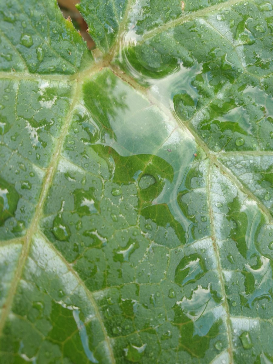 heltweet's tweet image. Good morning
#DailyWordleClub
#EasterSunday
#DontWorry
#BeHappy
8 points of #Rain overnight!
🤞
Fast 4
#Walk
#Gratitude
#Baking
Pause for breath
#BeKindAlways
Don't let the bullies win
#Wordle1401 4/6
🟦⬜⬜⬜⬜🤔
🟧⬜⬜⬜🟦🤫
🟧🟧⬜🟦⬜🤞
🟧🟧🟧🟧🟧💃
#Raindrops #pumpkin leaf