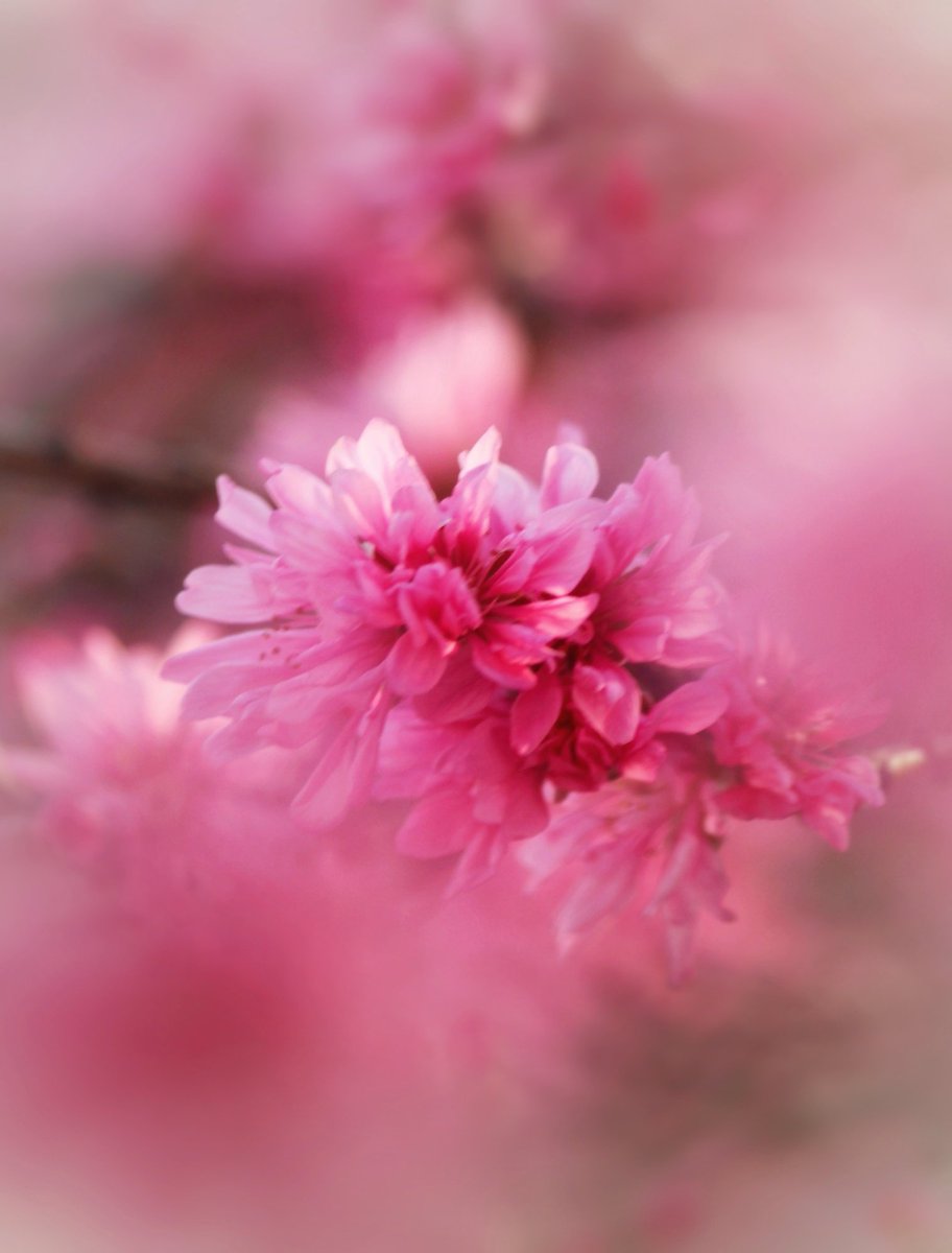 Good morning !

朝から洗面所でガサガサ物音がするのであちこち見てみたけど特に異常はなく 外に出てみたらお風呂場の換気扇ダクトから出てきたムクドリと鉢合わせ！ｷｬｰ💦
巣作りしてたようです
ムクドリさんには申し訳ないけど塞がせていただきました🙇

#おはようございます #ｷｸﾓﾓ