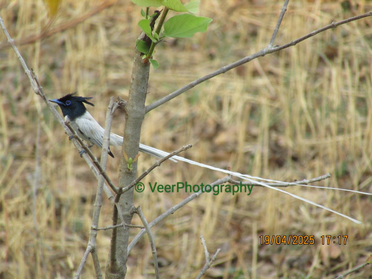 Anupam Sharma, IFS tweet media