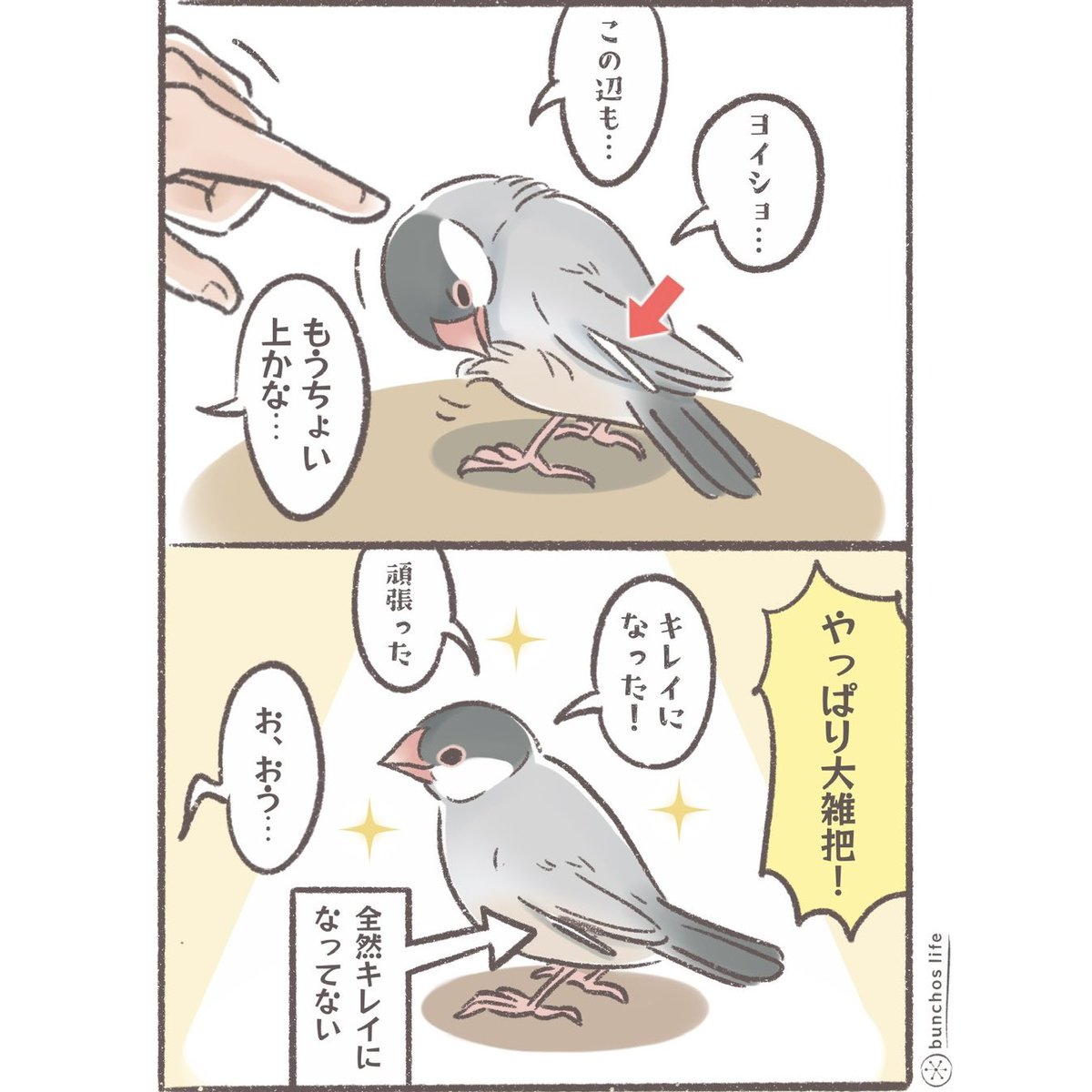 やはり羽繕いは苦手な2号
#文鳥 
#4コマ漫画 