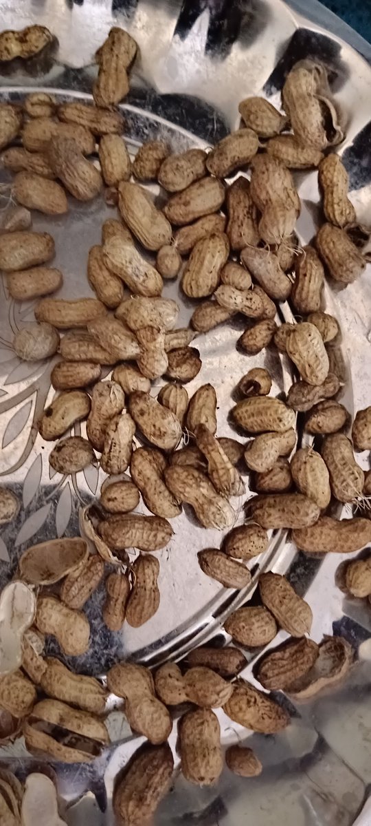 red_ragu's tweet image. அவுச்சி காய வைச்ச வேர்கடலை
இந்த வெயிலுக்கு கொஞ்ச நேரம் காய வச்சா போதும்
செமயா இருக்கு.
வெயில் காலங்களில் வெயிச்ச வேர்கலை சாப்பிடுவது நல்லது என்று எத்தனை பேருக்கு தெரியும்?
#வேர்கடலை #அவுச்சவேர்கடலை 
#kadalai #peenat #KeerthySuresh #PriyankaChopra