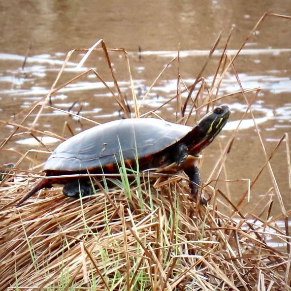 HappyPlaceGang's tweet photo. WAKING WETLANDS - Warmer weather has brought many of our Wetland friends out to enjoy the sunshine. This Painted Turtle had crawled up onto a grassy hummock. It was stretching & willing the clouds to part in order to get some full sunny exposure. #nature #paintapicture
- Mom https://t.co/xTAVKn2DIt