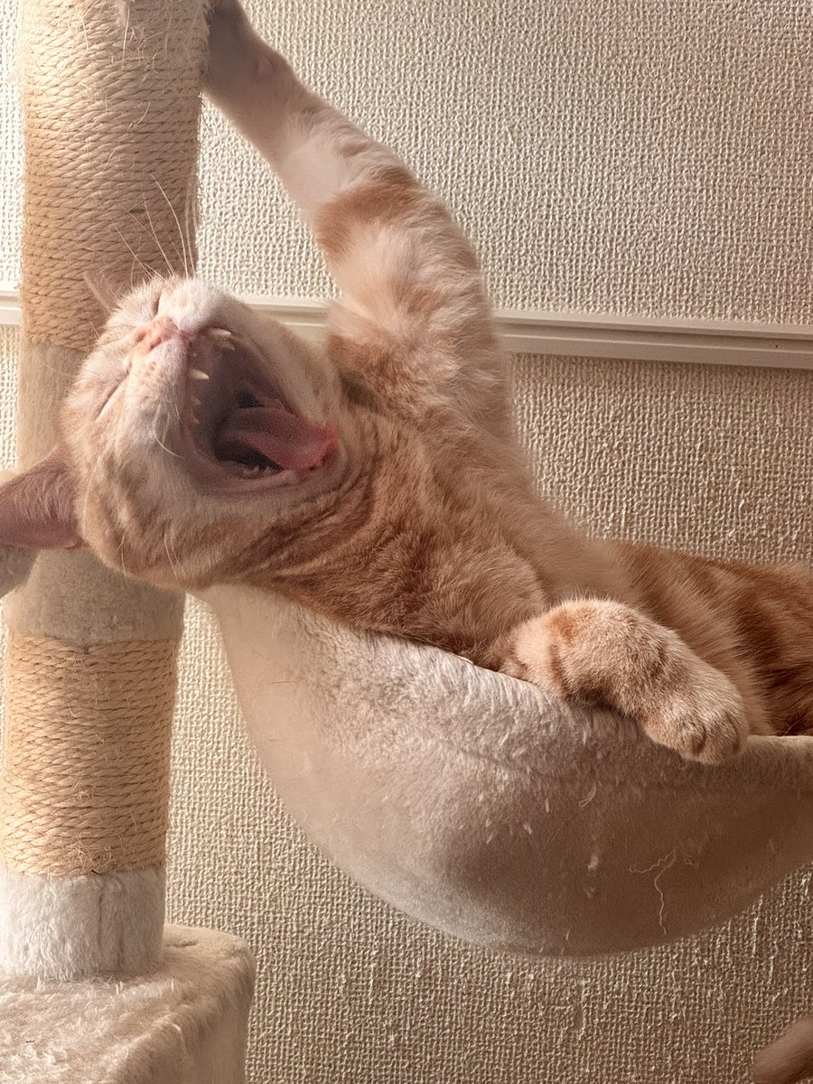 nyan825a's tweet photo. くぁああ〜

#ねこかわいいね 
#cat #picture https://t.co/ywSYJG5jyr