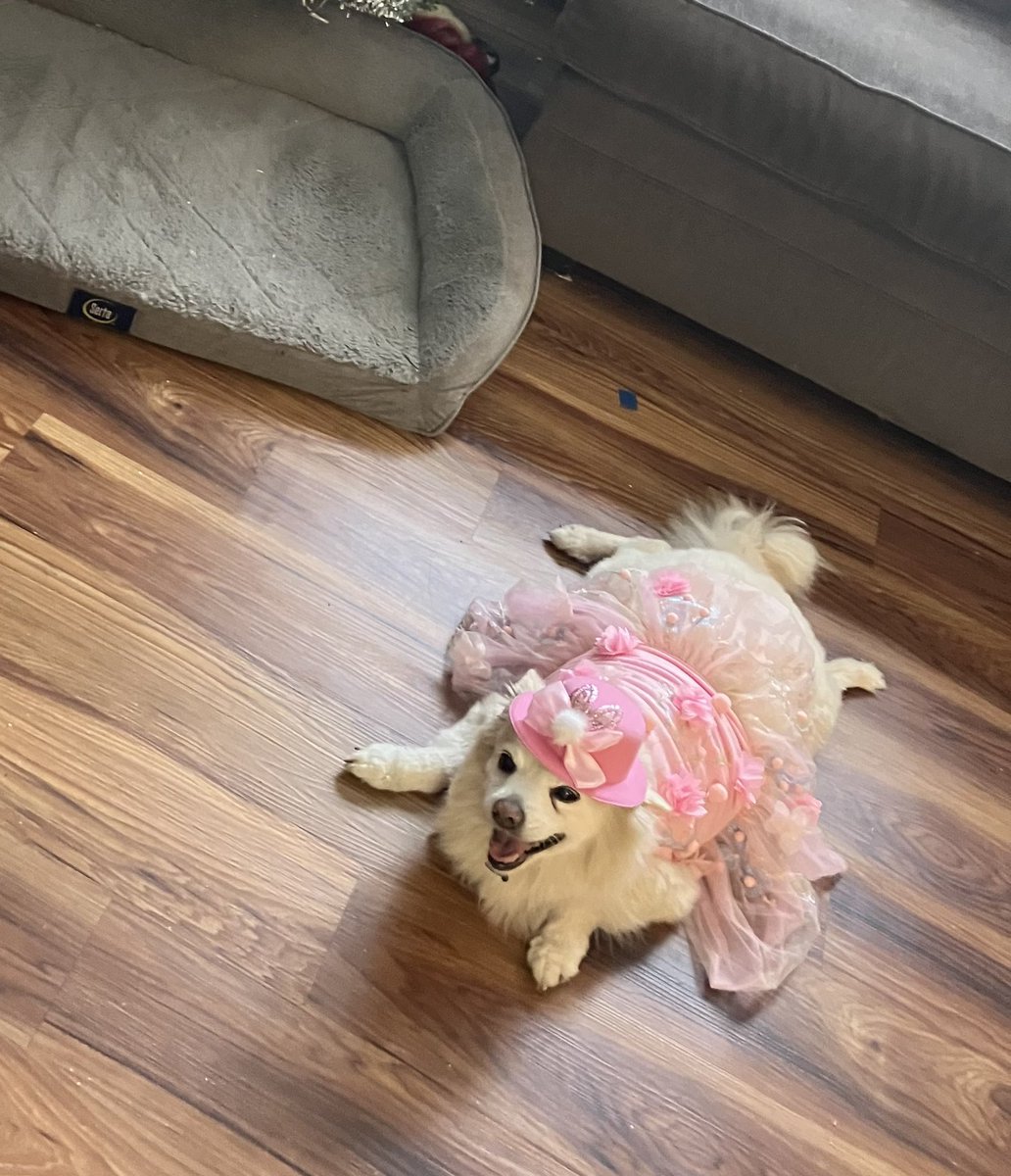 RemieJames's tweet photo. Superpets@WABC.com #ABC7NY
#BigDogSunday 
Happy Easter from Daisymarie and family https://t.co/aucptWJzer