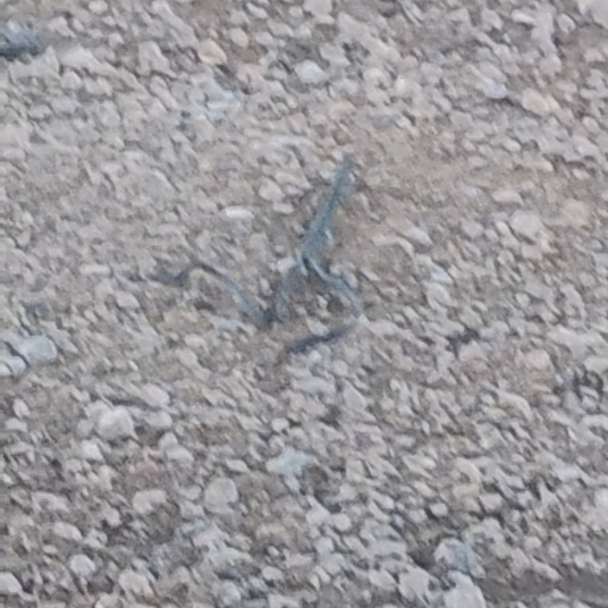 How about that little guy