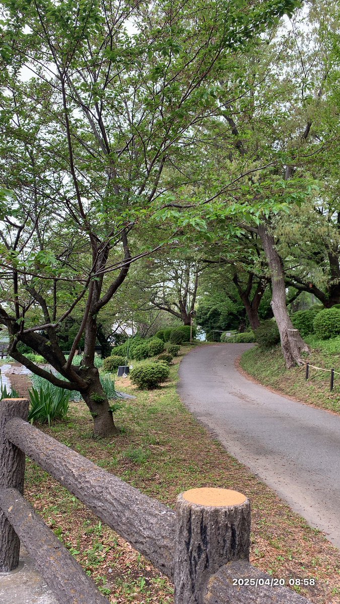 おはようございます😊

日曜日は相方さんが今週は昼勤なので
朝帰る🚃

帰る時に最寄りの大きな公園があって
マイナスイオンたっぷり‼️
美しくなれるのでわ😅

今日の天気とか好きなんだよなぁ〜
そよ風が気持ちいい😌

皆も良い日曜日になりますように🌈
周年にニャンギラス…行きたかった😭うぅ