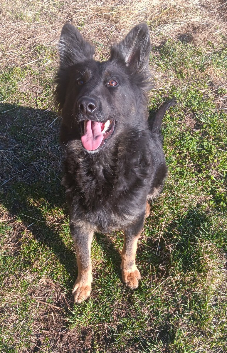 Have a great k9 weekend everyone!

#weekend #workinggermanshepherd #protectionk9 #protectiondogs #workingdog #workingk9 #k9training #k9 #protectiondog #countryfiedkennels #Vermont #vermontdogs