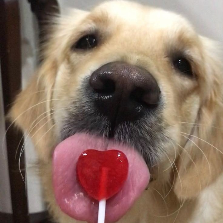 miko as dogs 💗💬 tweet media