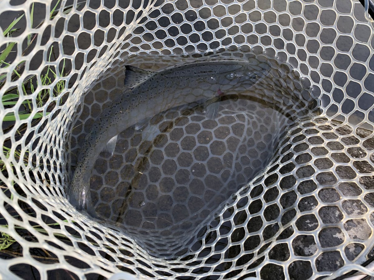 昨日管理釣り場

気温上昇の予報に装いに悩みました

到着すると虫が凄い
ルースニングからドライに
すると入れ食い
午前中で98匹

午後は表層引っ張りとドライで
ヤマメ混じりで最終的に147匹
新記録です！

Fukusanにいただいた
カディス最強！

#菊地養魚場
#フライフィッシング