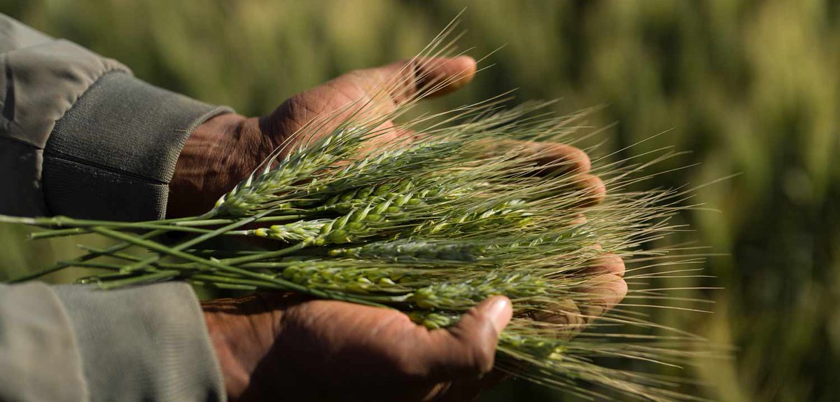 Assemblées annuelles 2025 de la BAD : le programme TAAT, pour nourrir l’Afrique et répondre au changement climatique - espacedev espacedev.net/2025/04/20/ass…