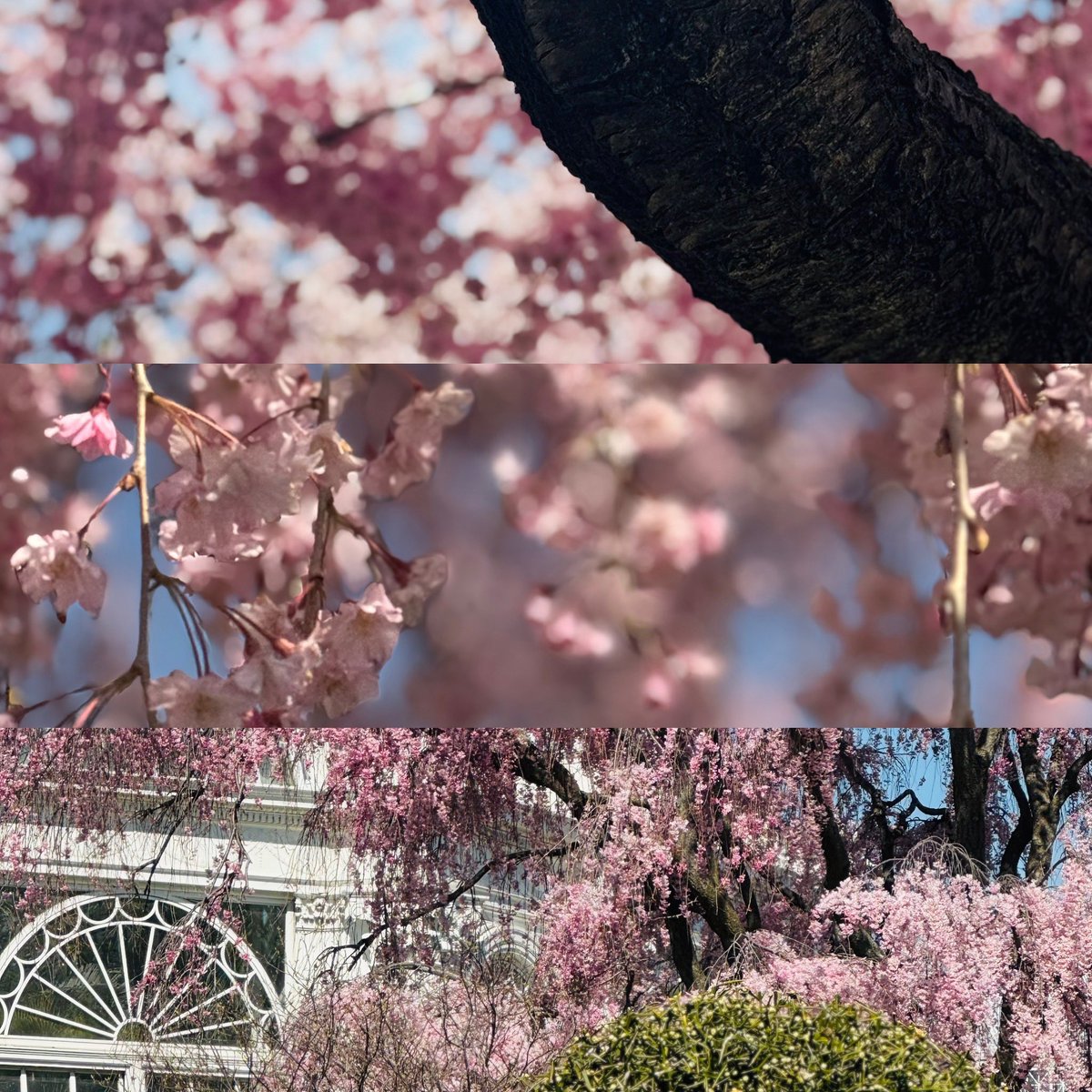 LexCorp213's tweet image. At the @NYBG yesterday 🥰 #FridayFeeling #springlove #nyc #botanicalgarden