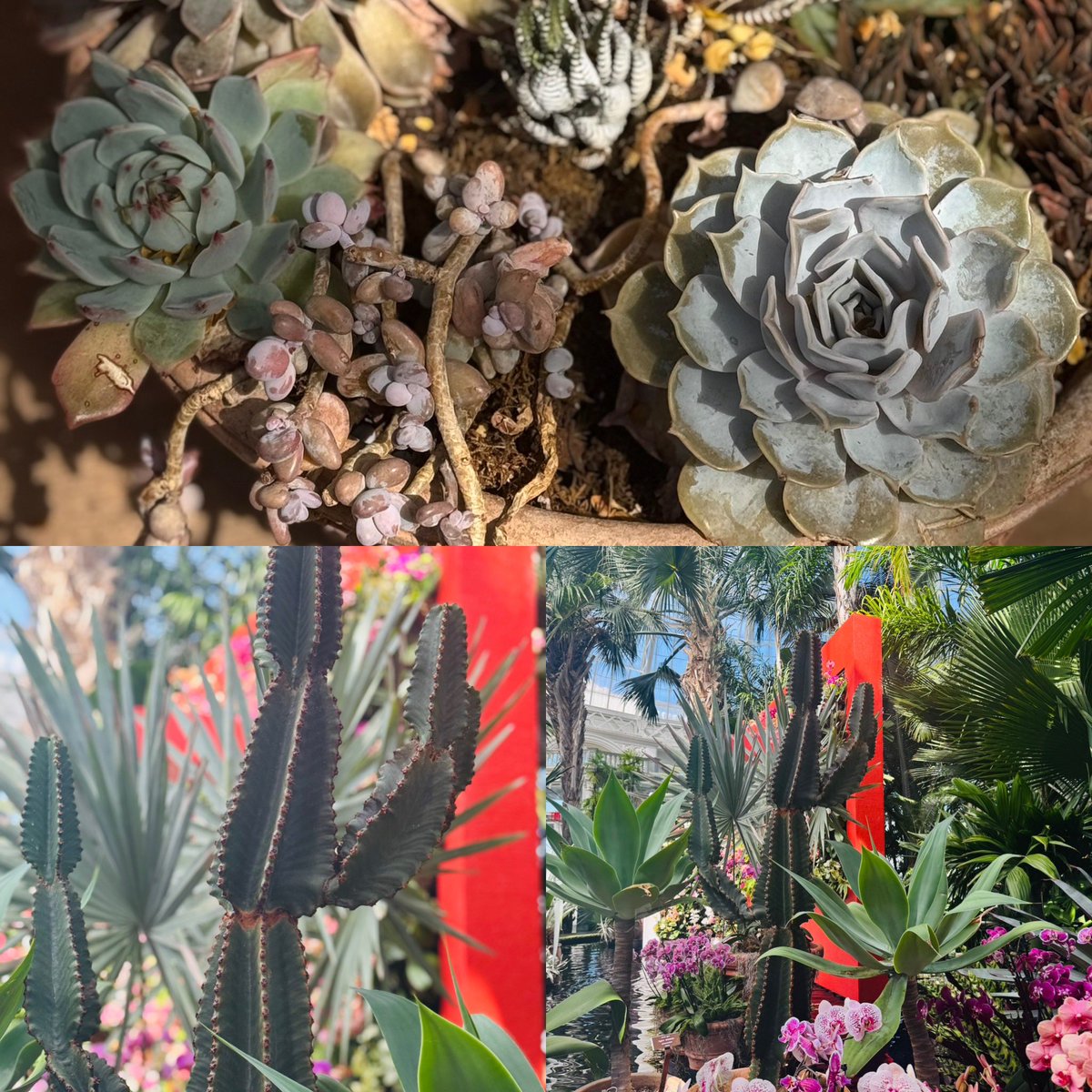 LexCorp213's tweet image. At the @NYBG yesterday 🥰 #FridayFeeling #springlove #nyc #botanicalgarden