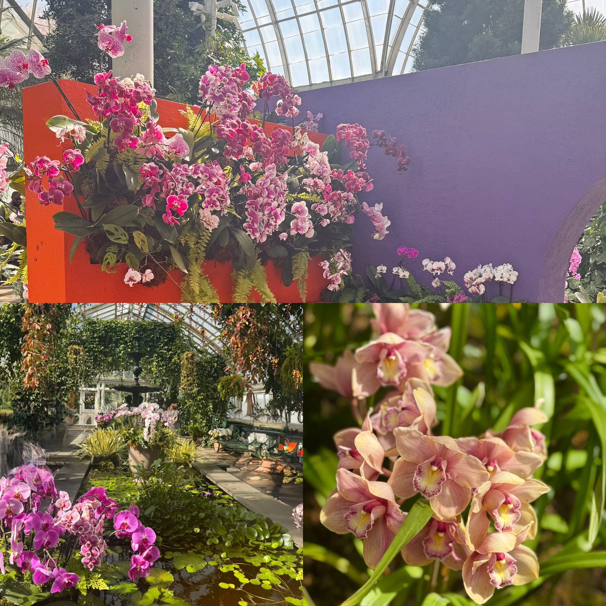 LexCorp213's tweet image. At the @NYBG yesterday 🥰 #FridayFeeling #springlove #nyc #botanicalgarden