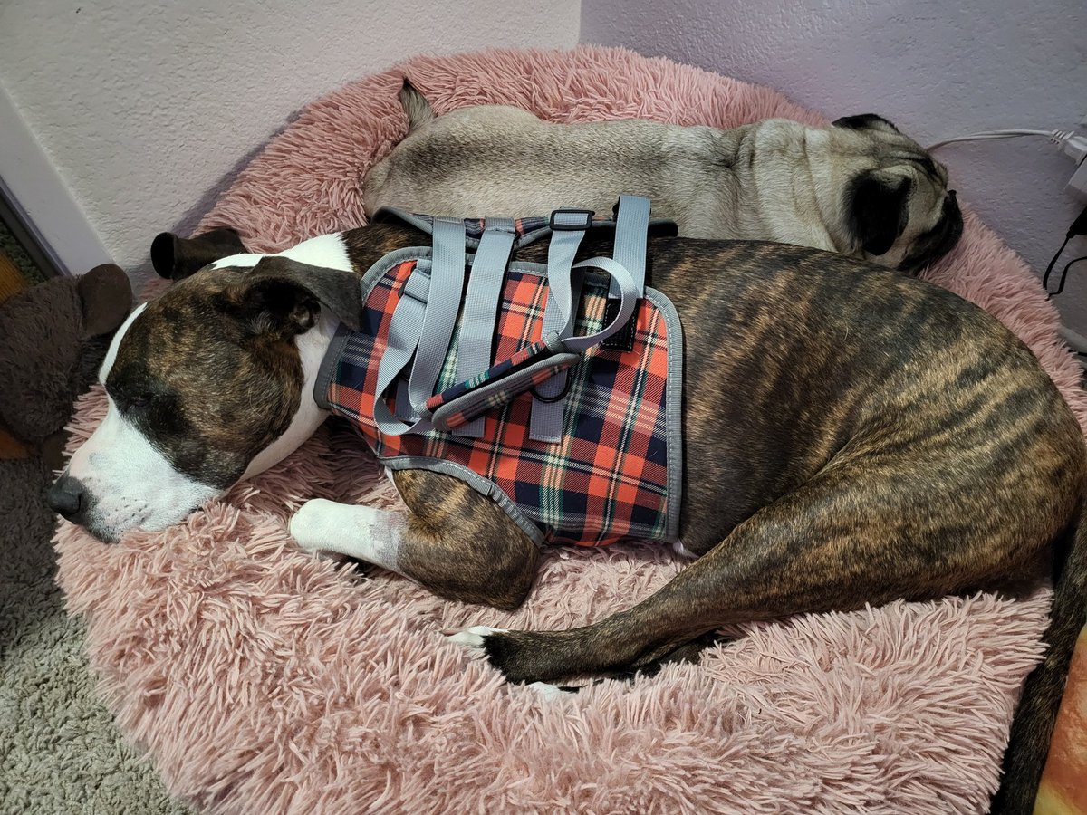 cmecrash's tweet photo. Best buds reunited after 8 days away.🐾  They missed each other big time! Just for the weekend though. Makeda goes back in the hospital Monday for continued spine procedures &amp; care/observation🏨⚕️ #dogsoftwitter #dogsofX #dogsarefamily #puglover
Updates⬇️
https://t.co/VxoPsQmXfM https://t.co/eMWkYepd1Y