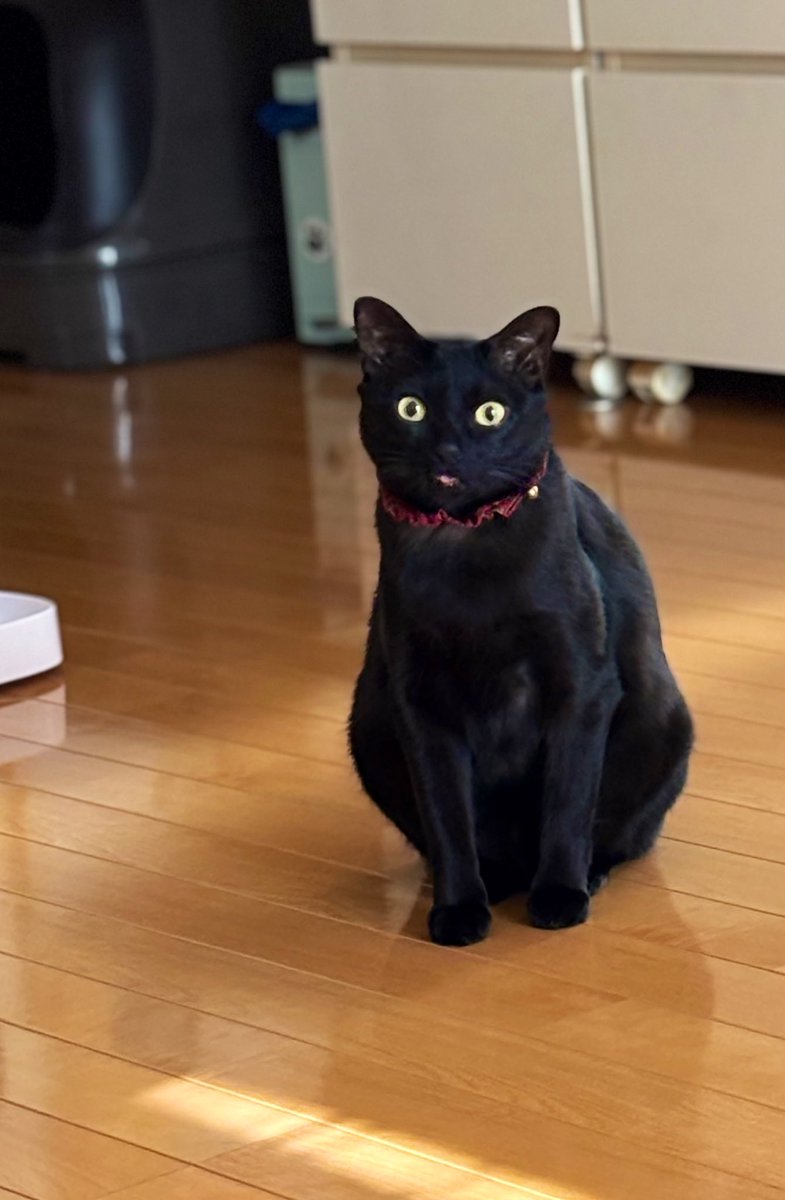 neinei31's tweet image. ご飯おかわり催促中🍚
おはようございます

#黒猫
#ネコちゃん