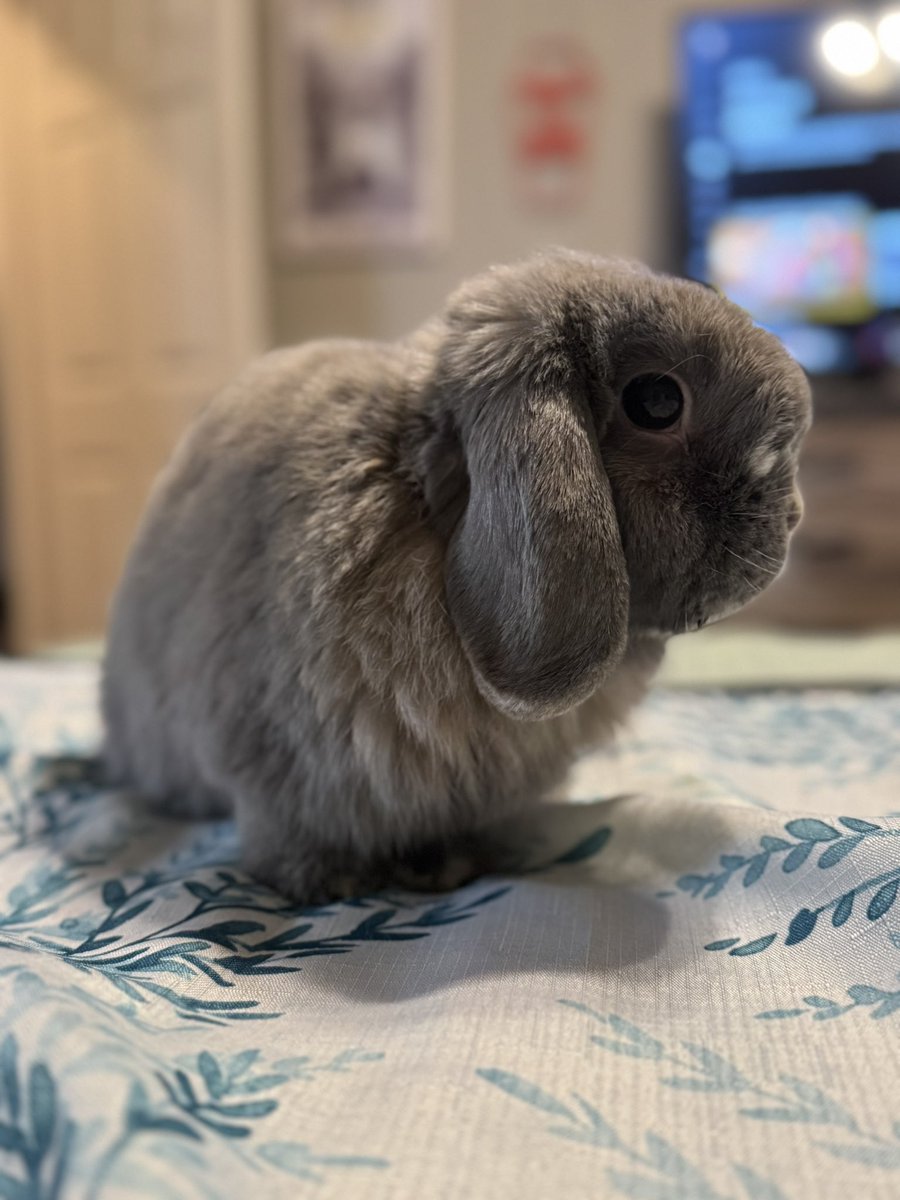 My very first Easter bunny he turns 6 in June #lovebunny #harrybun #hollandlop #lopbunny #bunnies #easter