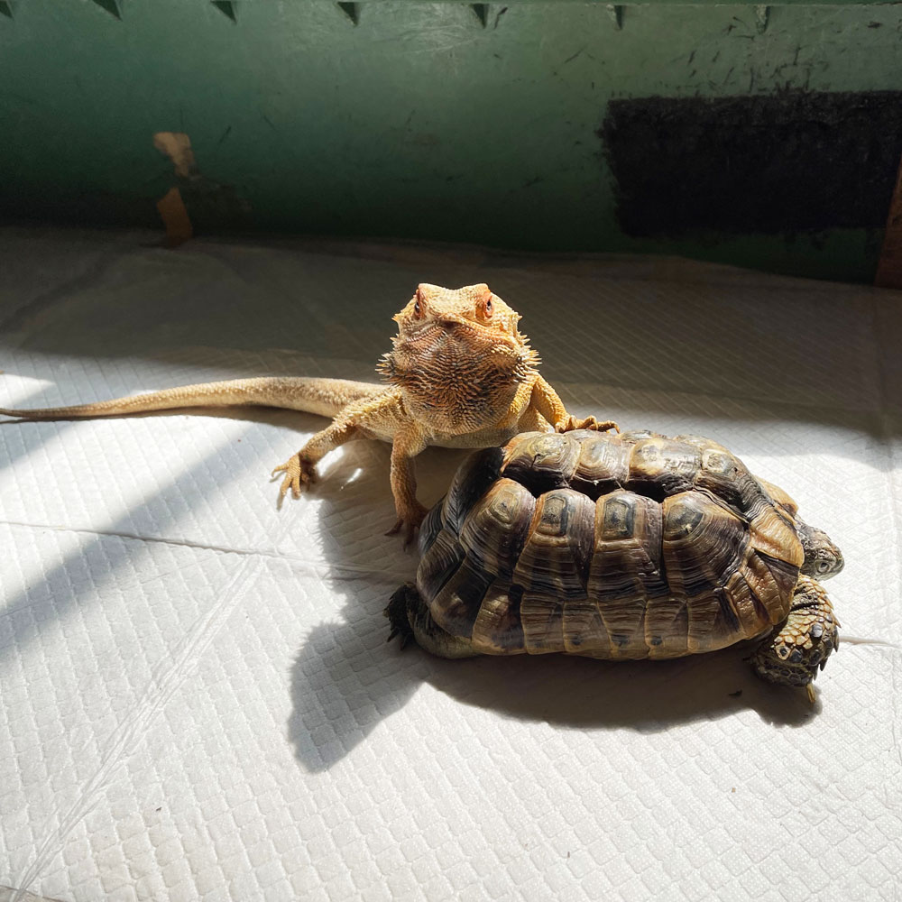reptilescafe's tweet photo. 雲が厚い横浜
お店は営業中(11時〜18時、L.O.17時頃)です
写真は
日光浴する #フトアゴヒゲトカゲ さんと #ギリシアリクガメ さんたちです
#爬虫類カフェ #reptilescafe #横浜カフェ
#ギリシャリクガメ #SpurThighedTortoise
#GreekTortoise #カメタクシー https://t.co/Hgbeb9w5nA