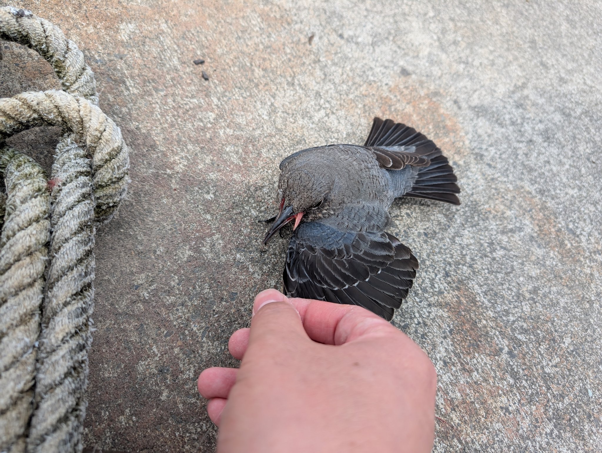 おやびん Amazon | nismo ( ニスモ ) テンションロッド セット シルビア