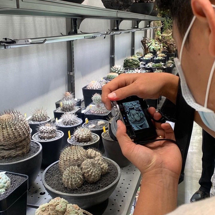 mahdbdi's tweet photo. コレクターや愛好家向けの、珍しいエキゾチックなサボテンを専門としています。」証明書を付けて世界中に発送します。「限定割引については毎週のフラッシュセールをチェックしてください。」 「DM または当社のウェブサイトにアクセスして、今すぐ完璧なサボテンを購入してください!#catus #copiapoa https://t.co/Fz1WVTRh1d