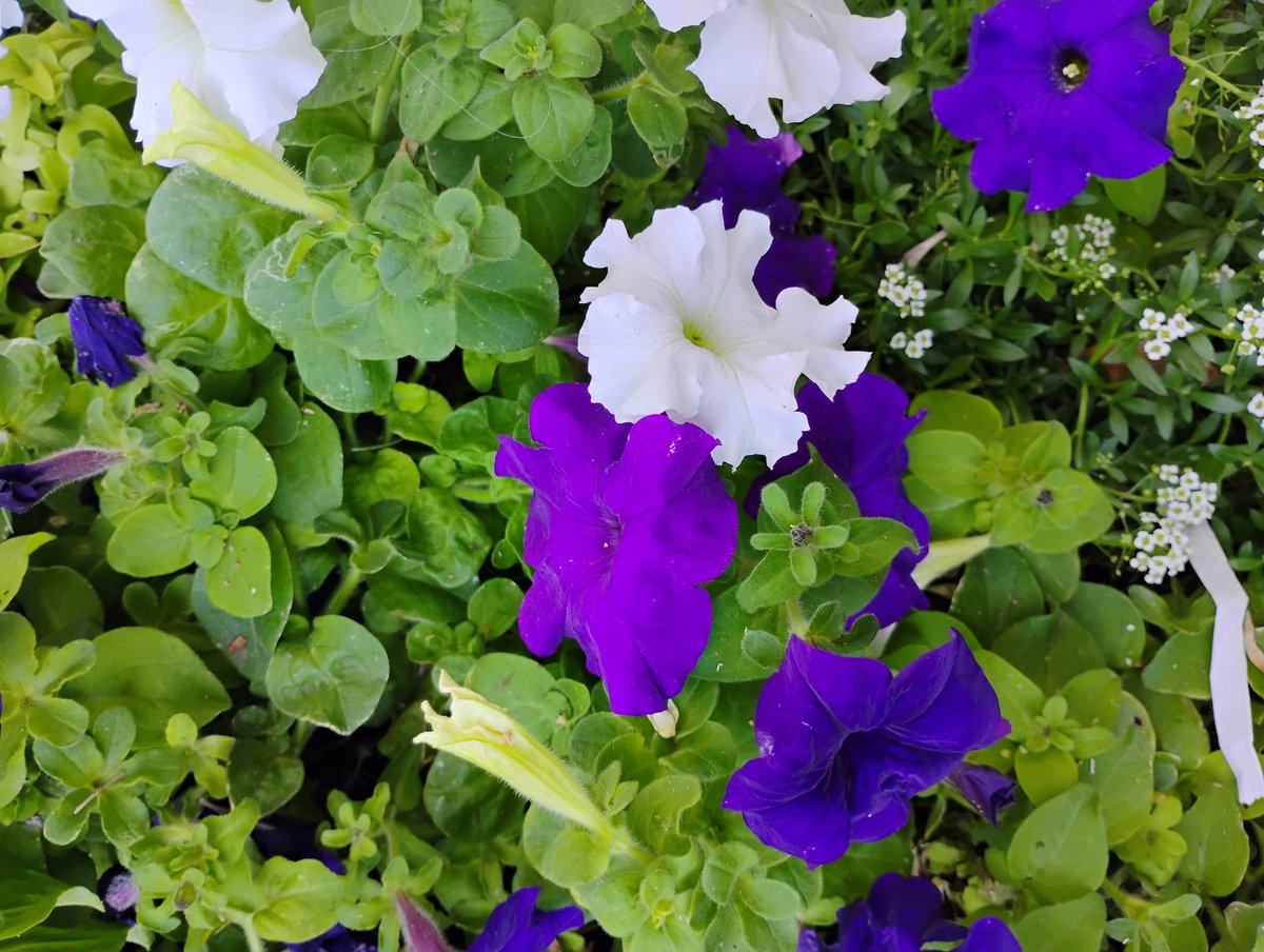 Cake_Kee_'s tweet photo. Went to the mall today .
..
.
. They have colorful flowers now .
#christown
#phoenixarizona https://t.co/q8IAYwxsjF