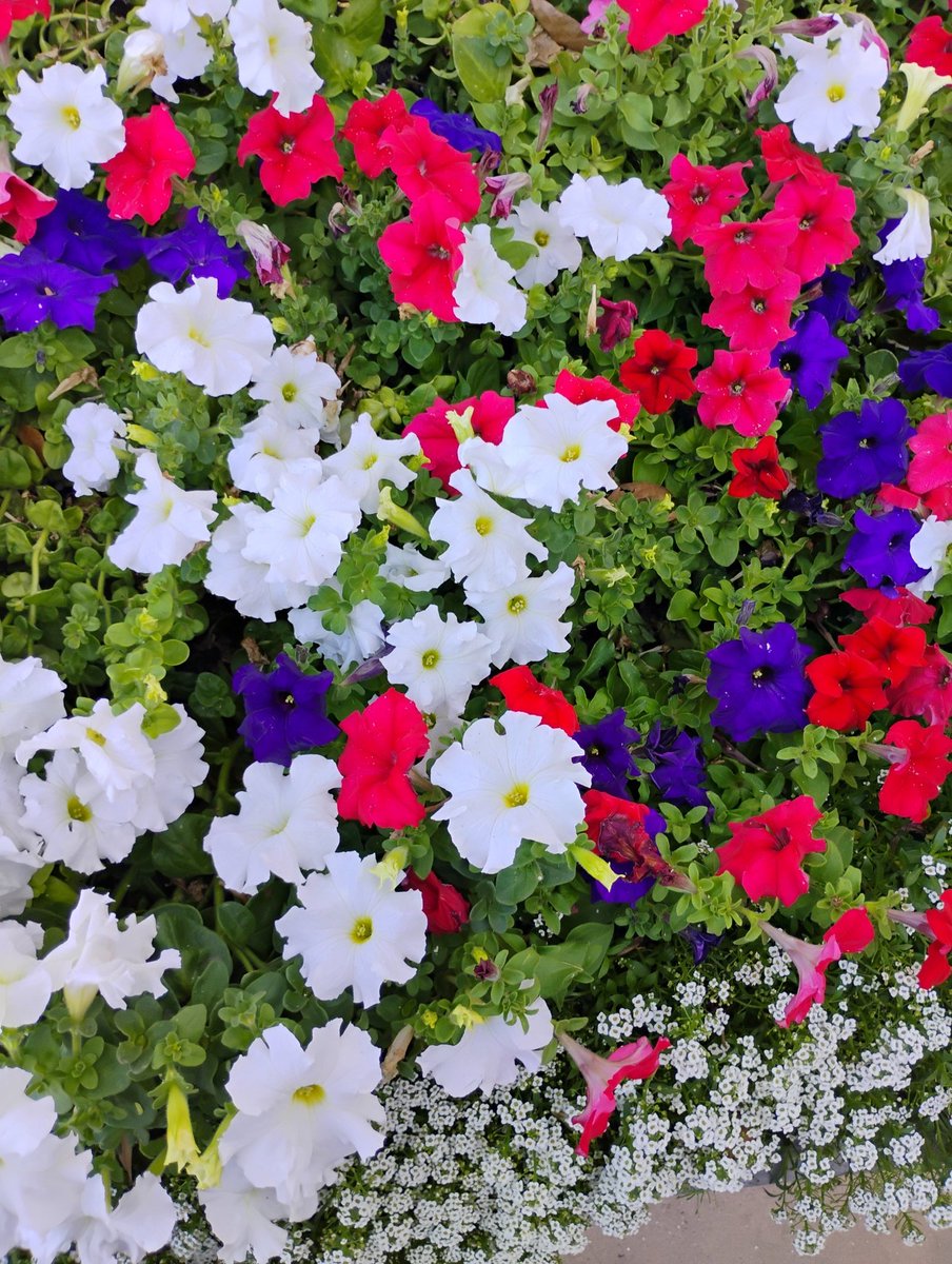 Cake_Kee_'s tweet photo. Went to the mall today .
..
.
. They have colorful flowers now .
#christown
#phoenixarizona https://t.co/q8IAYwxsjF