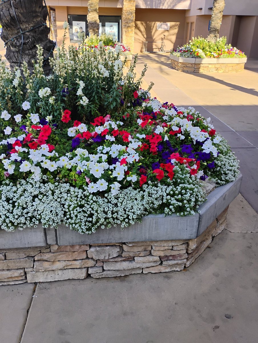 Cake_Kee_'s tweet photo. Went to the mall today .
..
.
. They have colorful flowers now .
#christown
#phoenixarizona https://t.co/q8IAYwxsjF