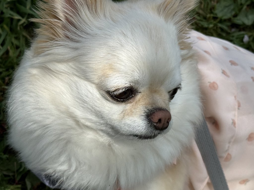 mynameismoco's tweet photo. 🍑ワンピースかわいい🩷
毛量多めなので夏は冷感ワンピース https://t.co/CFE1Mb9t0B