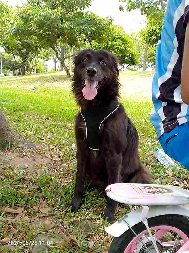 AlertaMePerdi's tweet photo. #PERDIDO #GUAYAQUIL
Nombre: #PERROTE
Fecha: 2025-04-18
Sector: Norte, Juan Montalvo, Coop. Luchadores del Norte
Sexo: Macho
Raza: Mestizo
Obsv.: Color negro con café y súper peludo
Contacto: 0963203493
¡Ayúdalo a volver con su familia!
#AlertaMePerdí https://t.co/vH0U5R1Rjk