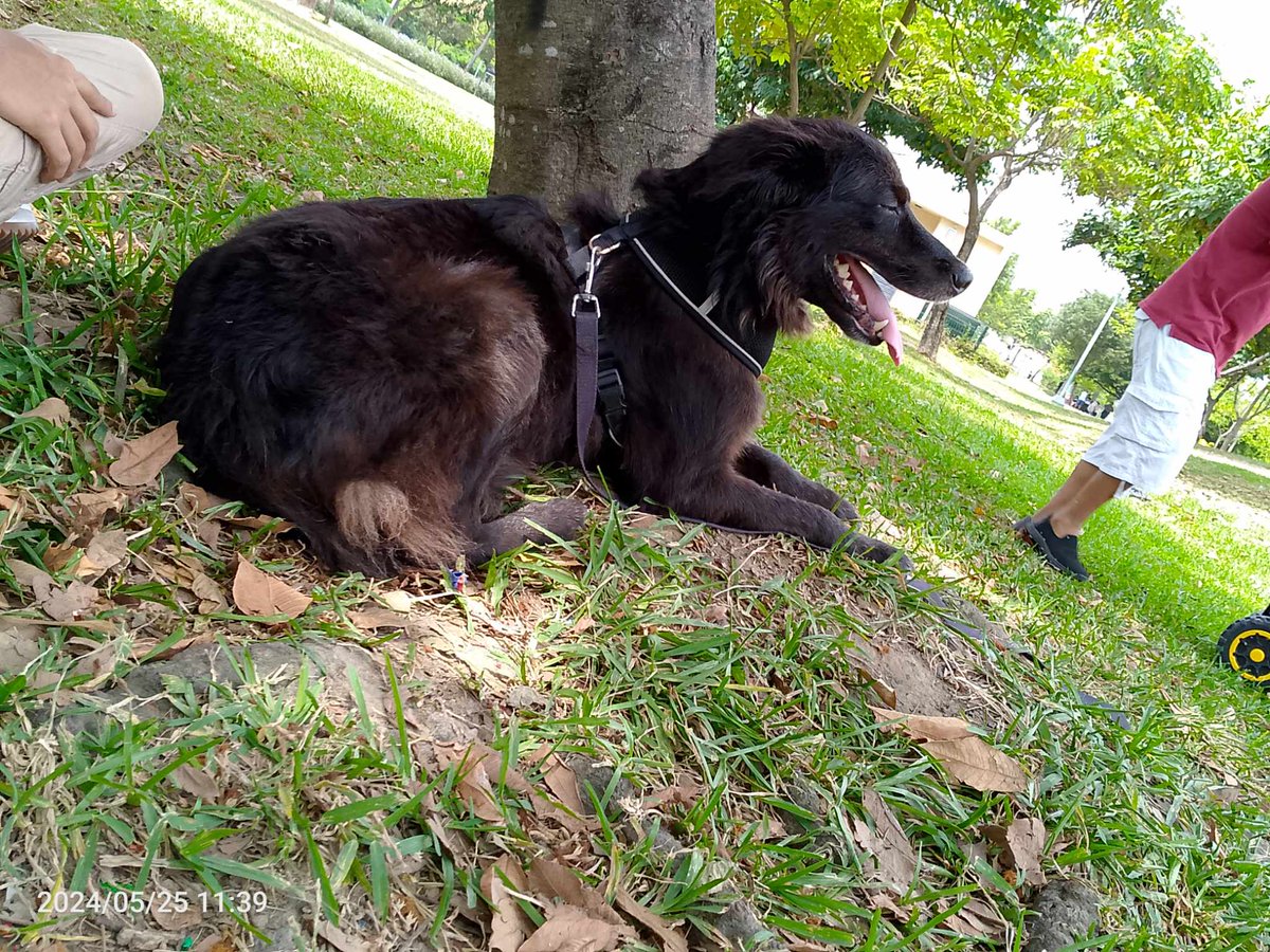 AlertaMePerdi's tweet photo. #PERDIDO #GUAYAQUIL
Nombre: #PERROTE
Fecha: 2025-04-18
Sector: Norte, Juan Montalvo, Coop. Luchadores del Norte
Sexo: Macho
Raza: Mestizo
Obsv.: Color negro con café y súper peludo
Contacto: 0963203493
¡Ayúdalo a volver con su familia!
#AlertaMePerdí https://t.co/vH0U5R1Rjk
