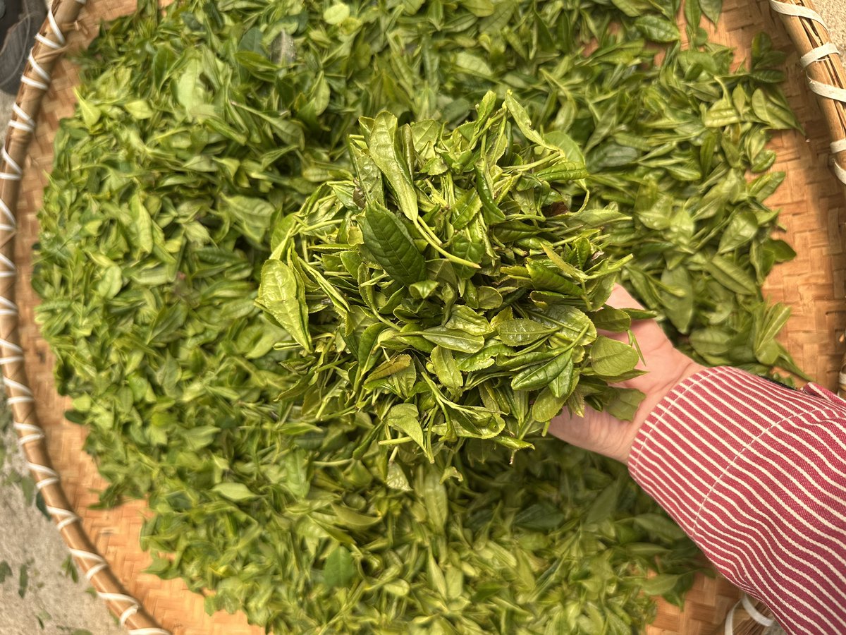 SandzTokyo's tweet photo. 漢中市にある茶園の見学に行って参りました。午前に摘んだ茶葉は軽量されて��ぐに製茶に回されます。茶摘みの方々はシーズンが始まったら山の中に住み込みで連日茶摘みをするそうです。
#中国茶　#緑茶　#漢中　#茶旅 https://t.co/DQpm5nRIOj