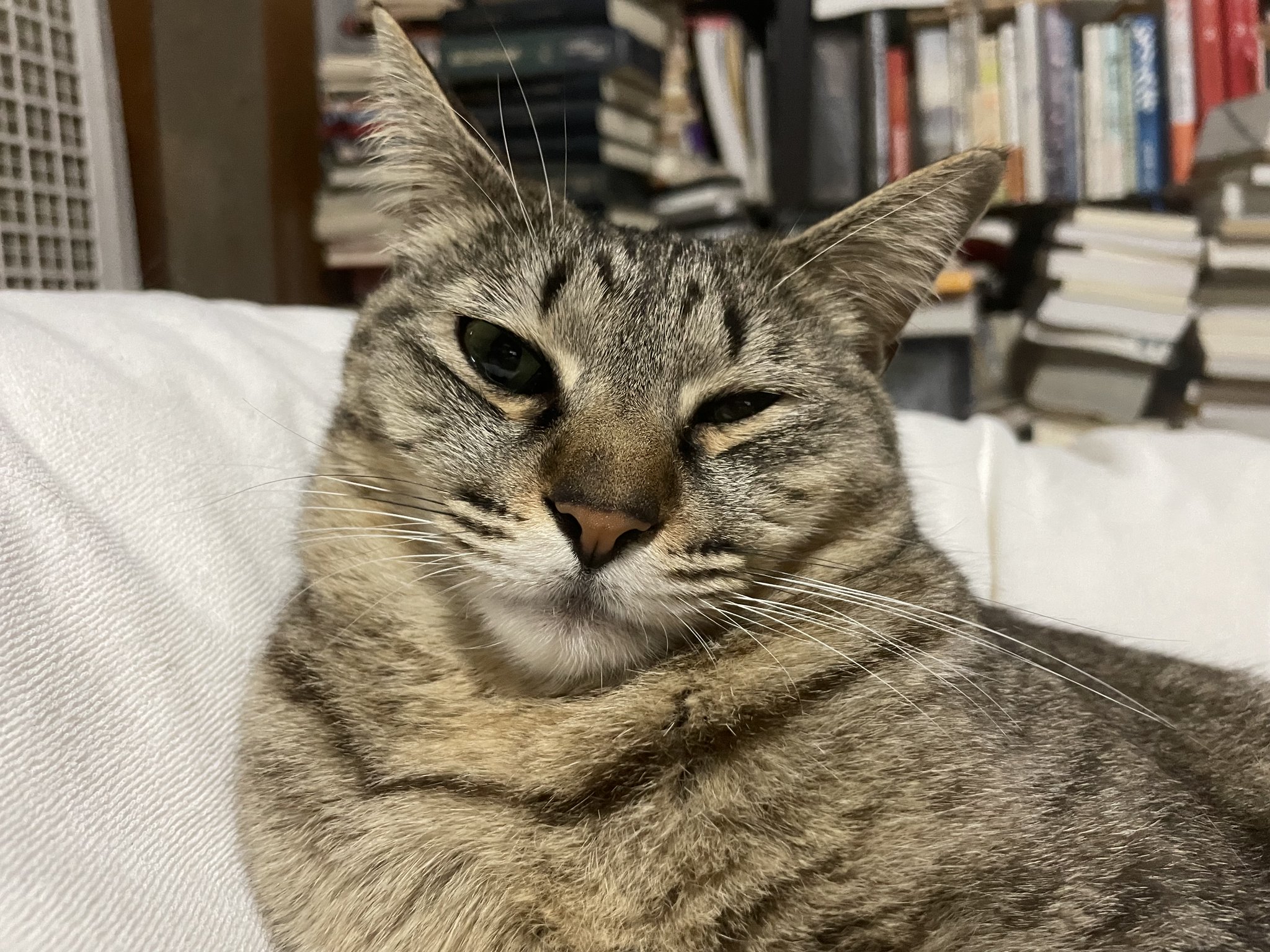 ねこといっしょ on X: 