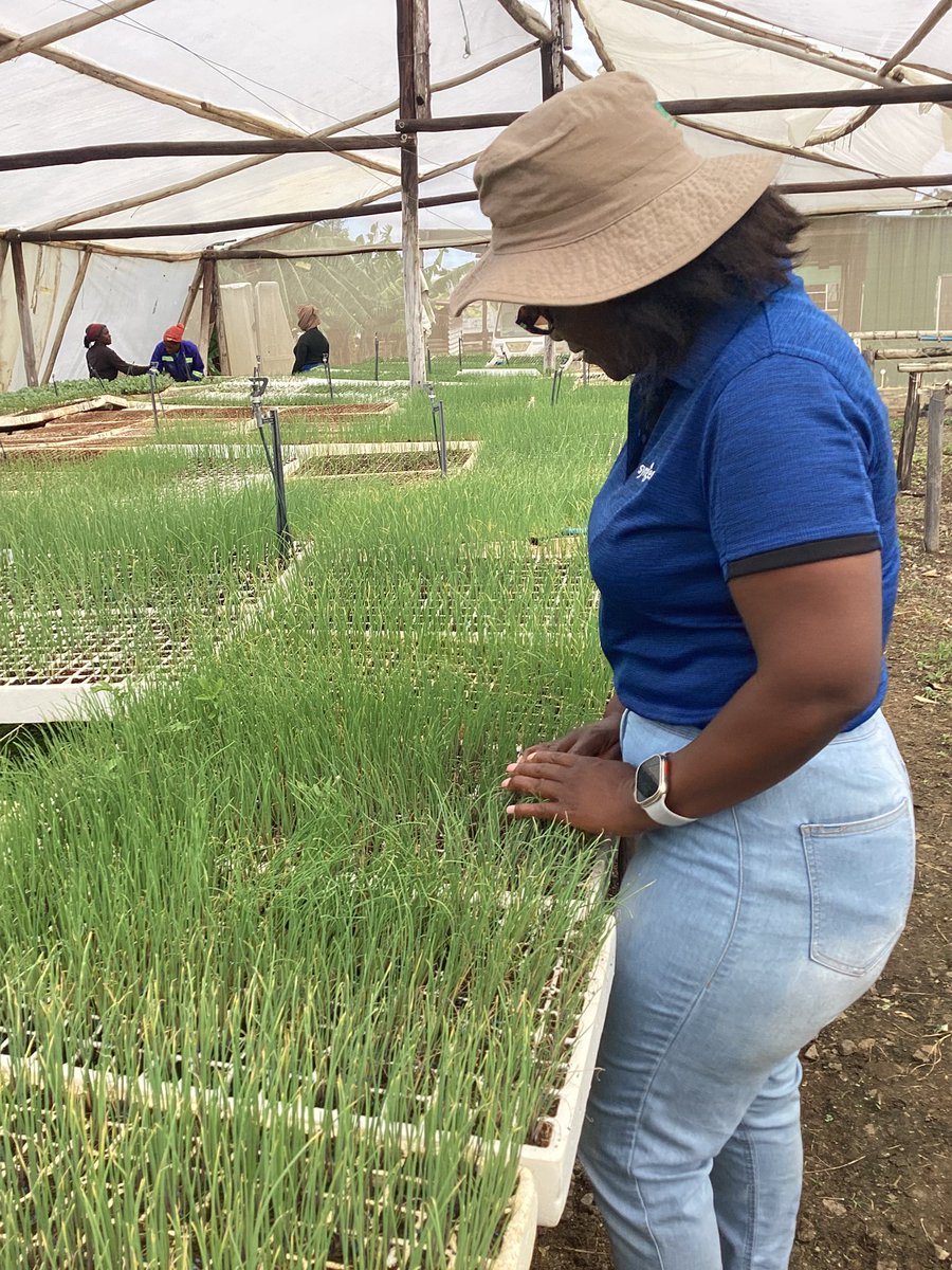 CelinaHatidani's tweet photo. There is a nursery near you with ready to go #YellowStar onion seedlings.Alternatively buy your pack from an Agro-dealer near you.
@Safari 0783145125
#Freshgroup 0772275122
@PrimeAgro 0777785413
@TheSeedlinghub 0771821354
@KutsagaResearch 0774211728
@Genesis 0773808575 https://t.co/Jm6abEO4gm