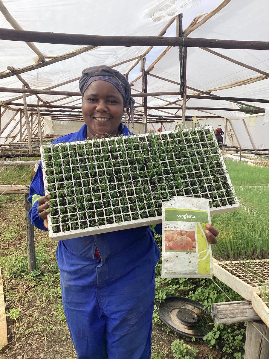 CelinaHatidani's tweet photo. There is a nursery near you with ready to go #YellowStar onion seedlings.Alternatively buy your pack from an Agro-dealer near you.
@Safari 0783145125
#Freshgroup 0772275122
@PrimeAgro 0777785413
@TheSeedlinghub 0771821354
@KutsagaResearch 0774211728
@Genesis 0773808575 https://t.co/Jm6abEO4gm